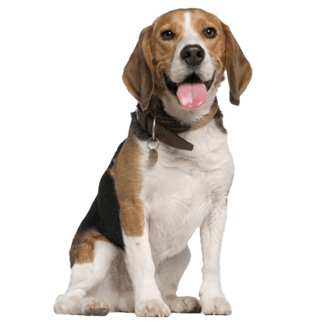 Un cariñoso compañero de familia siempre dispuesto a formar parte de la acción