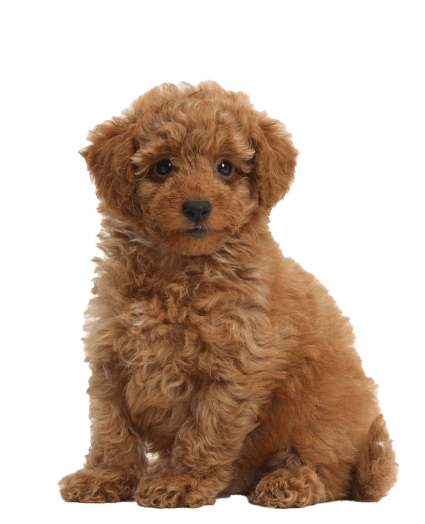 Un elegante y cariñoso compañero siempre listo para brillar.