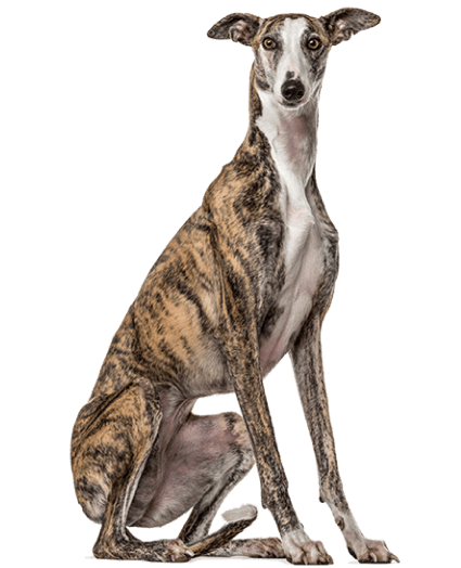 Veloz y elegante, el Galgo es la perfección en movimiento.