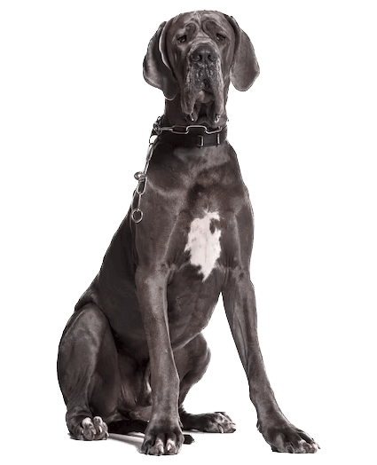 Impresionante y gentil gigante, siempre listo para conquistar corazones.