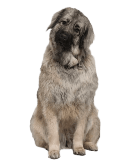 Un fiel guardián, inteligente y enérgico, siempre alerta.