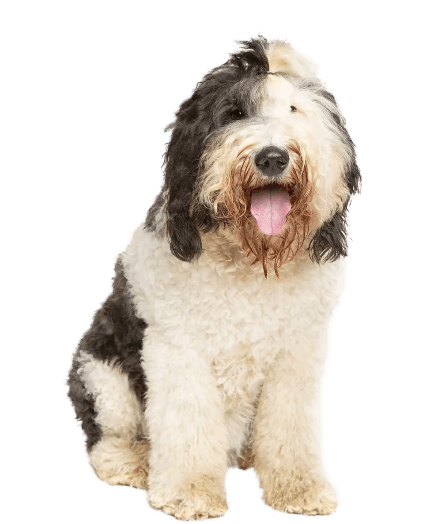 Una mezcla perfecta de lealtad y energía.