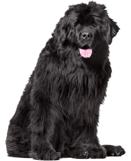 Leal gigante acuático, cariñoso y protector.