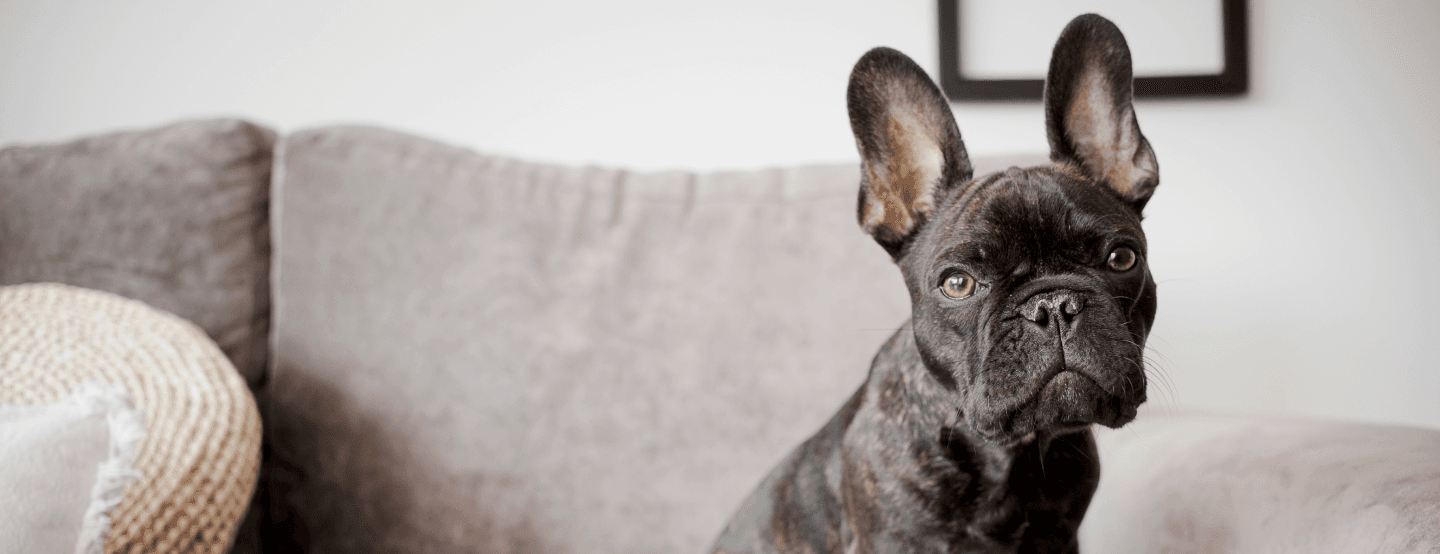 Bulldog Francés