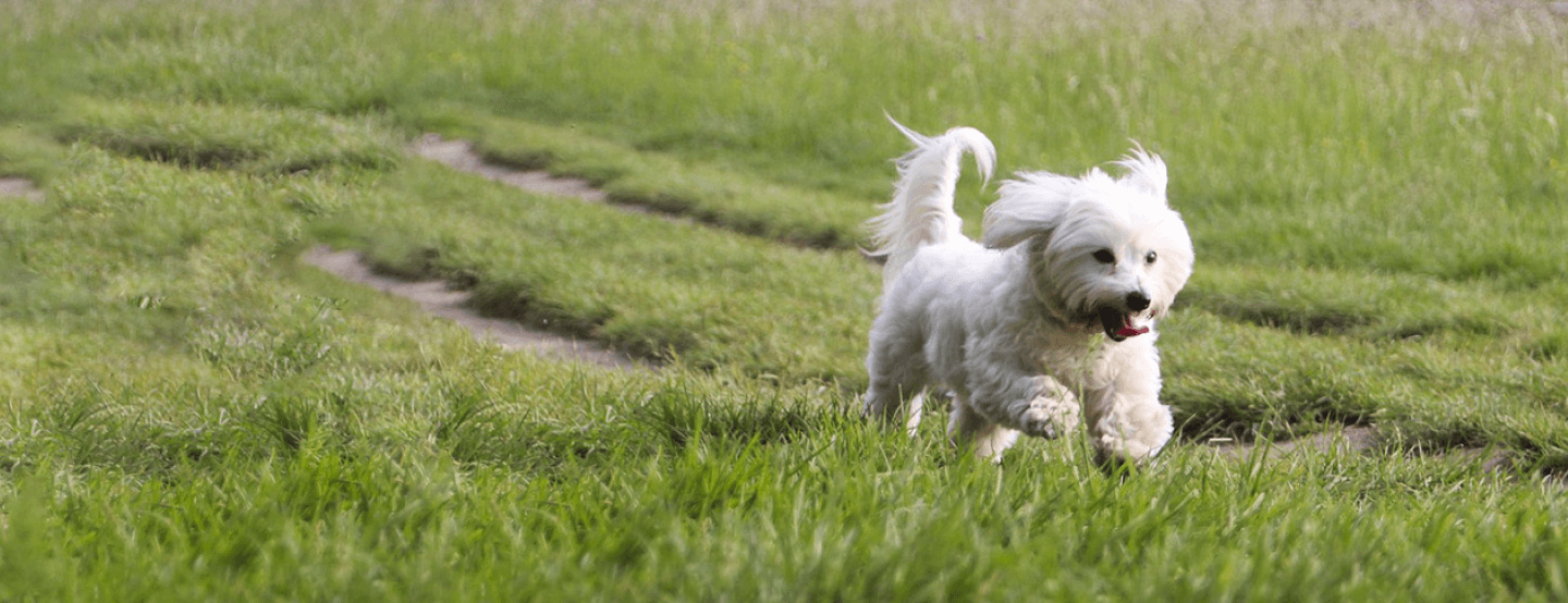 Coton de Tulear