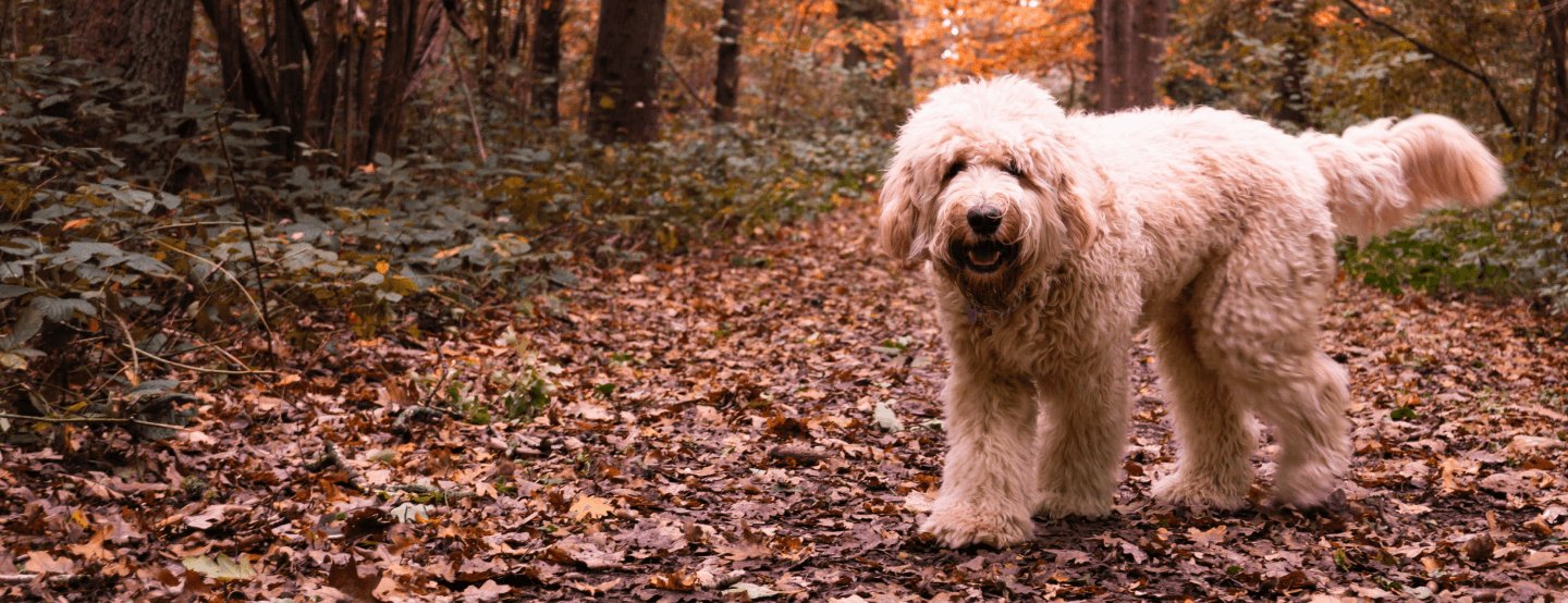 Labradoodle