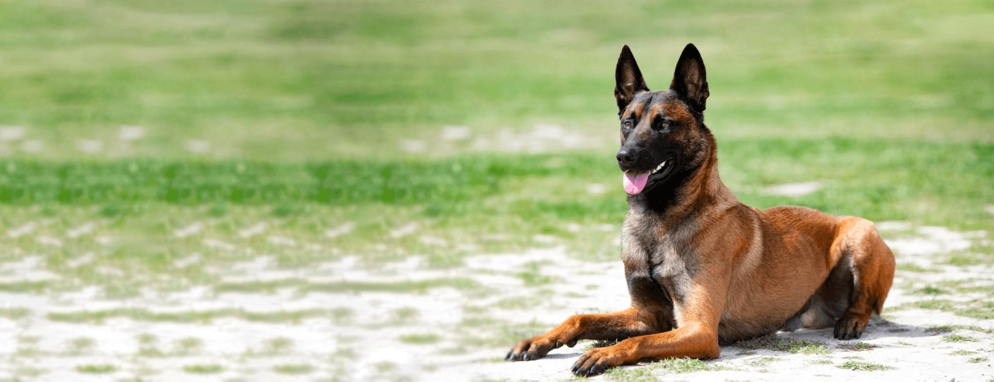 Pastor Belga Malinois