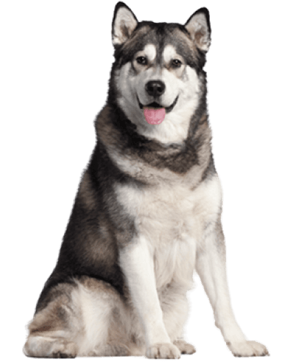 Alaskan Malamute - Enfermedades