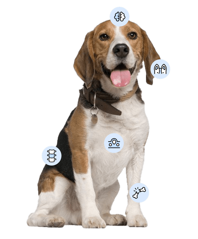 Beagle - Enfermedades
