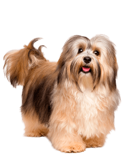 Bichon habanero - Enfermedades