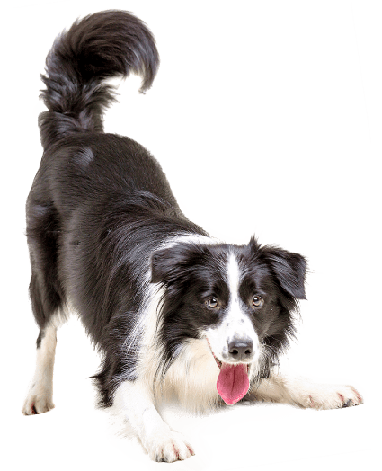 Border Collie - Enfermedades