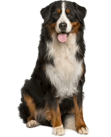 Boyero de Berna - Enfermedades