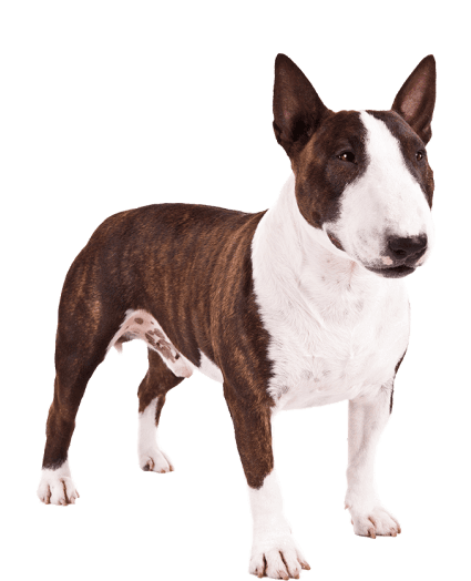 Bull Terrier - Enfermedades