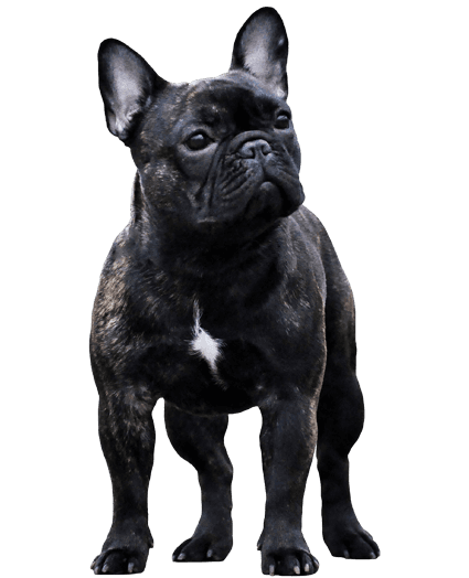 Bulldog Francés - Enfermedades