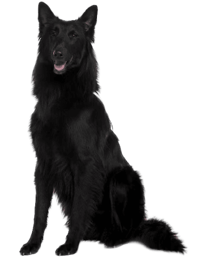 Calupoh - Enfermedades