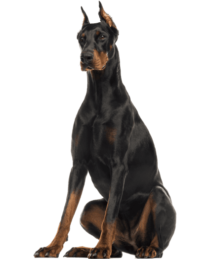 Doberman - Enfermedades