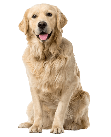 Golden Retriever - Enfermedades