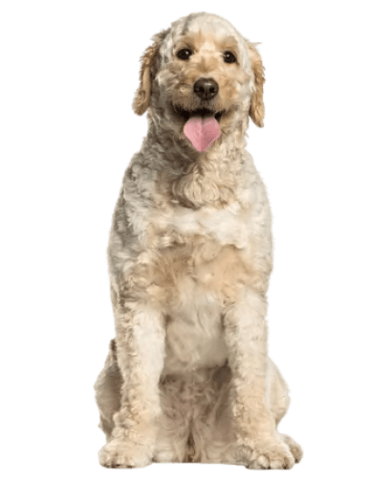 Labradoodle - Enfermedades