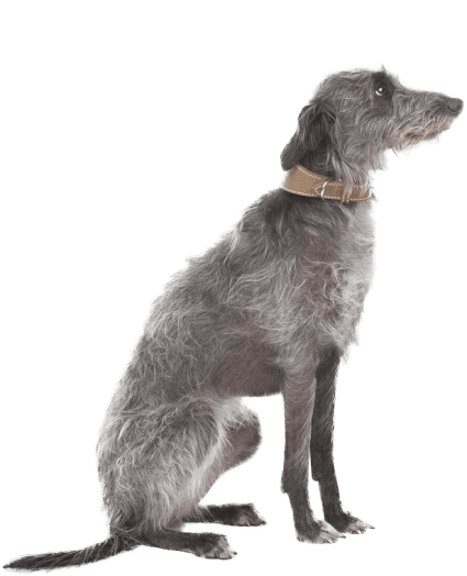 Lurcher - Enfermedades