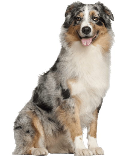 Pastor Australiano - Enfermedades