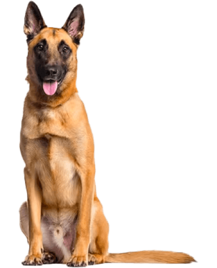 Pastor Belga Malinois - Enfermedades