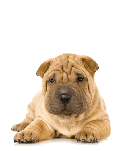 Sharpei - Enfermedades