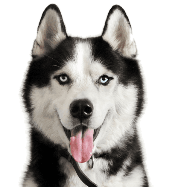 Alaskan Malamute - Imagen secundaria