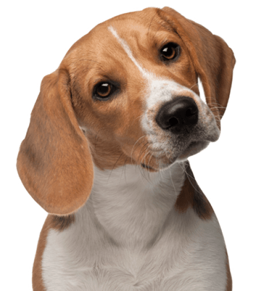 Beagle - Imagen secundaria