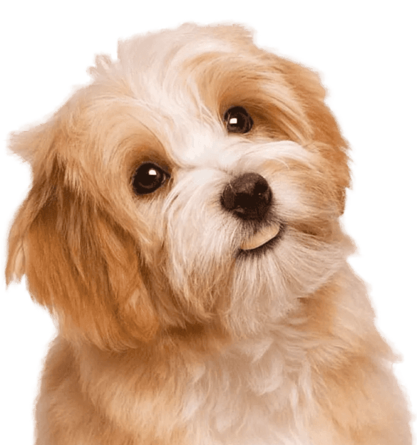 Bichon habanero - Imagen secundaria