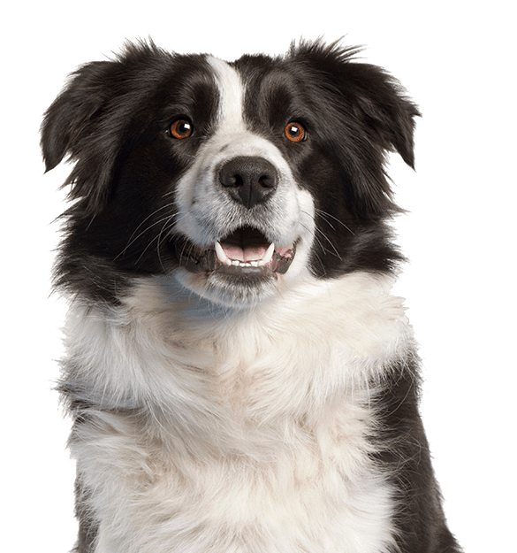Border Collie - Imagen secundaria