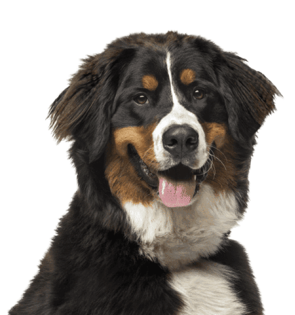 Boyero de Berna - Imagen secundaria