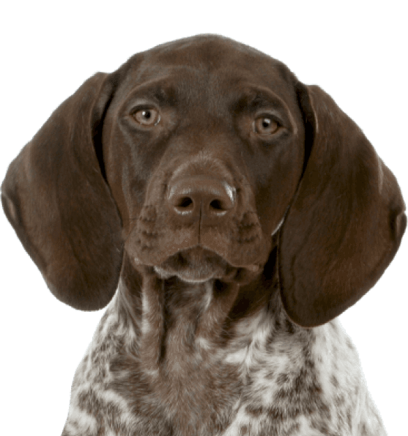 Braco Alemán - Imagen secundaria