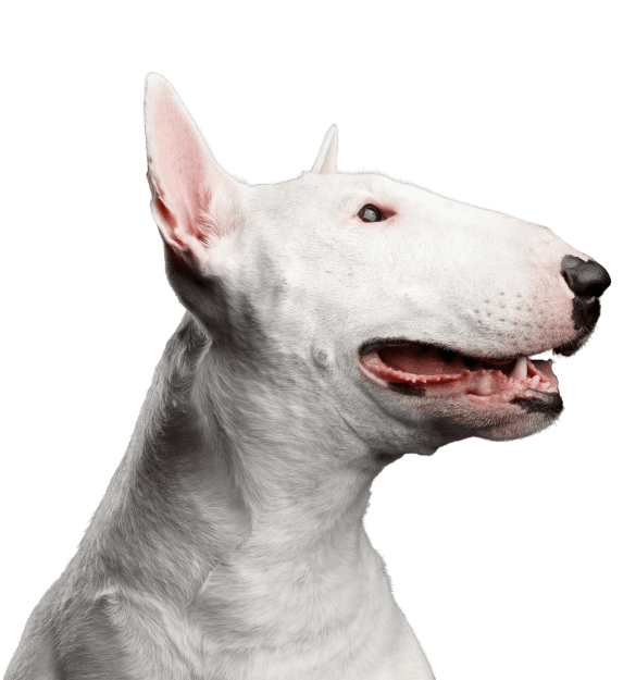 Bull Terrier - Imagen secundaria