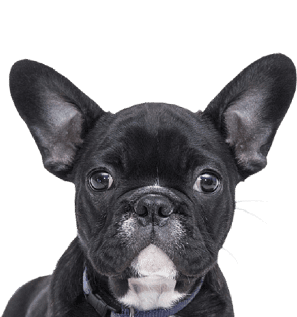 Bulldog Francés - Imagen secundaria