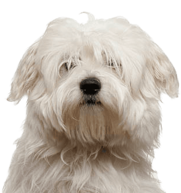 Coton de Tulear - Imagen secundaria