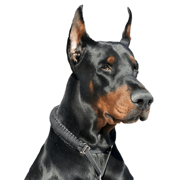Doberman - Imagen secundaria