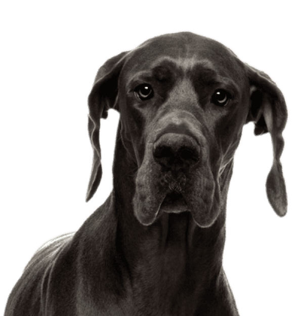 Grán Danés - Imagen secundaria