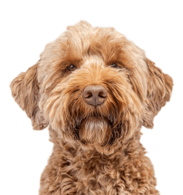 Labradoodle - Imagen secundaria