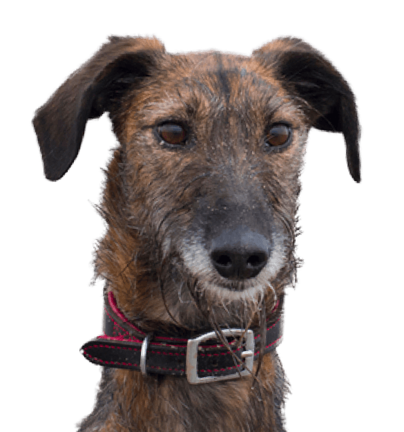 Lurcher - Imagen secundaria