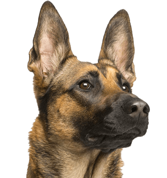 Pastor Belga Malinois - Imagen secundaria