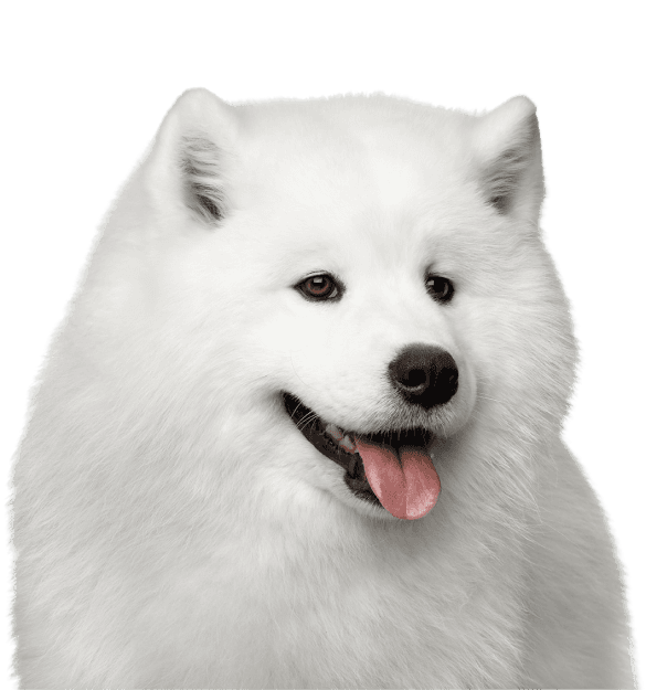 Samoyedo - Imagen secundaria