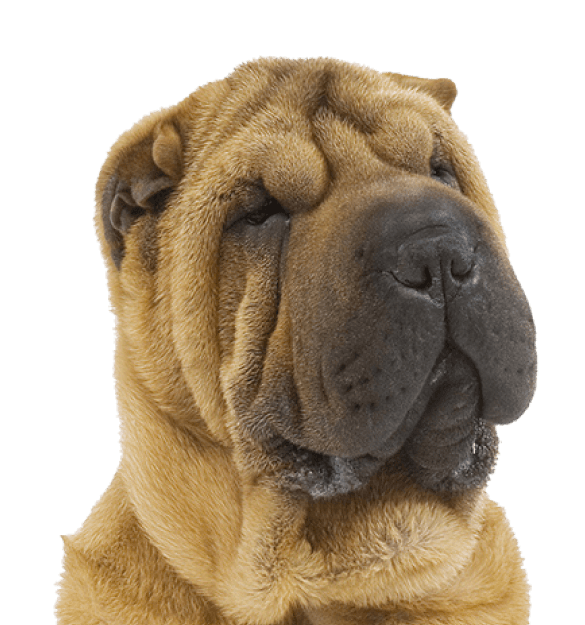 Sharpei - Imagen secundaria