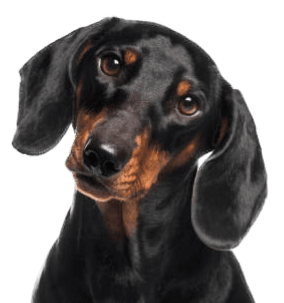 Teckel - Imagen secundaria