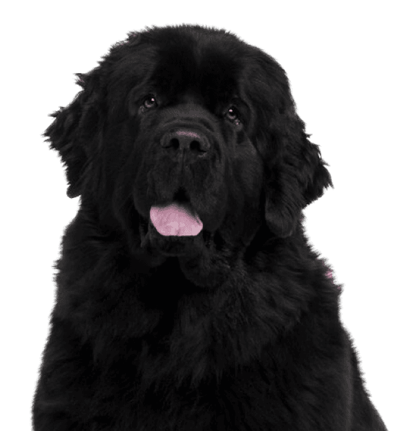 Terranova - Imagen secundaria